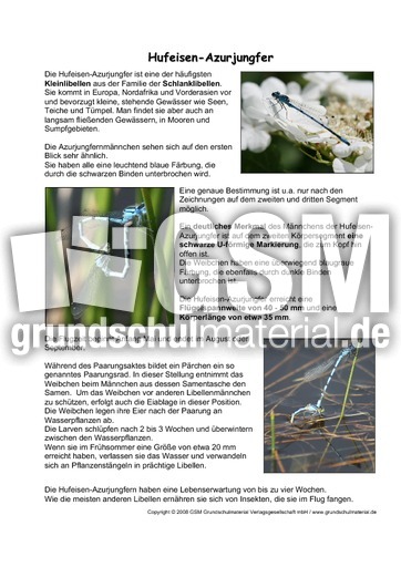 Hufeisen-Azurjungfer-Steckbrief.pdf